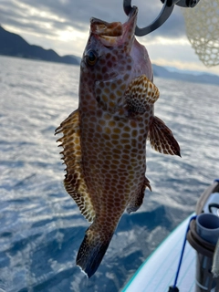 オオモンハタの釣果