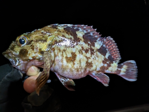 カサゴの釣果