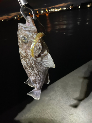 クロソイの釣果