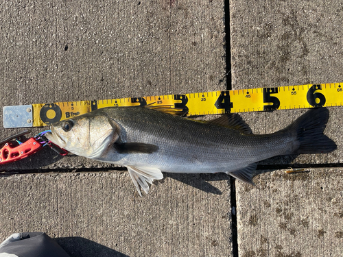 シーバスの釣果