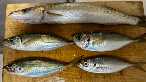 カマスの釣果