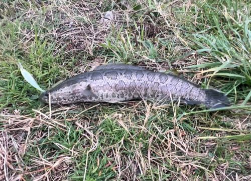 ライギョの釣果