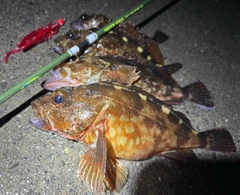 カサゴの釣果