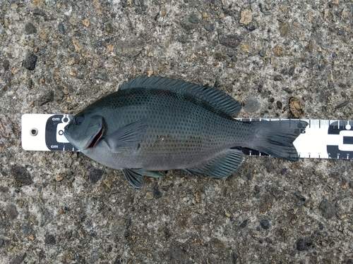 クチブトグレの釣果