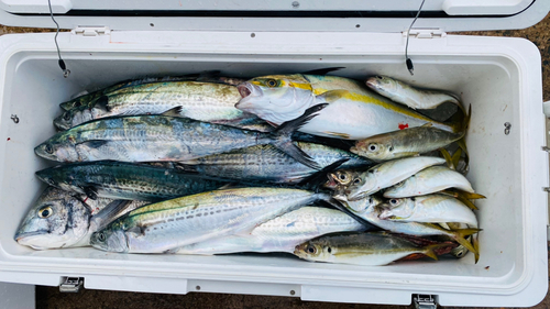 サゴシの釣果