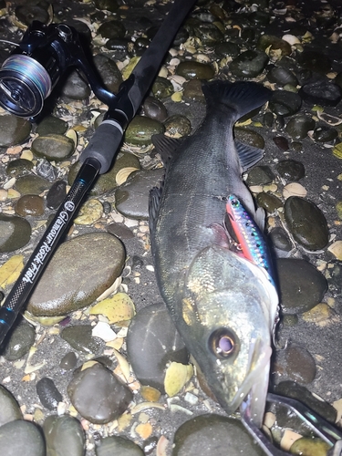 フッコ（マルスズキ）の釣果