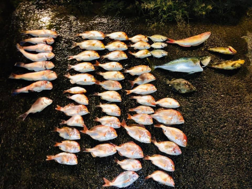 アマダイの釣果