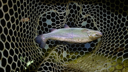 ニジマスの釣果