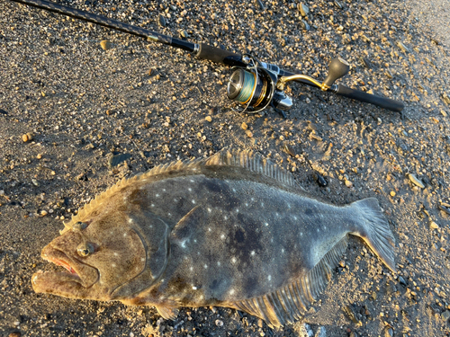 ヒラメの釣果