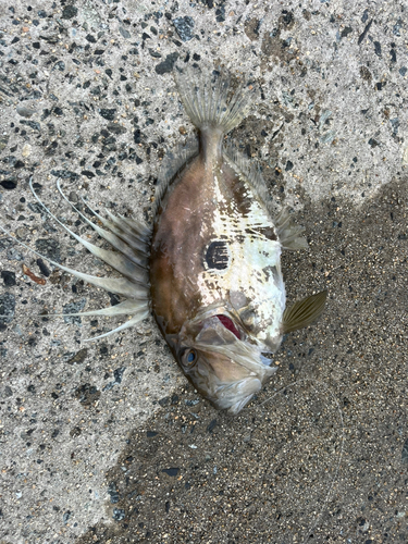 マトウダイの釣果