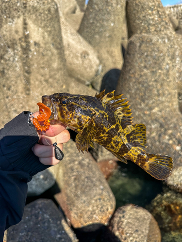 タケノコメバルの釣果