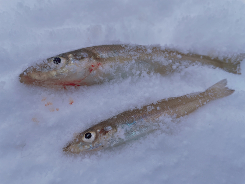 キスの釣果