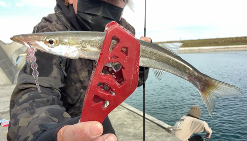 カマスの釣果