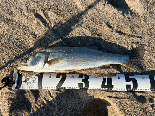 スズキの釣果