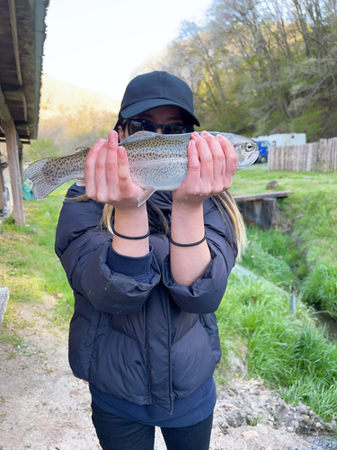 ニジマスの釣果