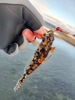 アナハゼの釣果