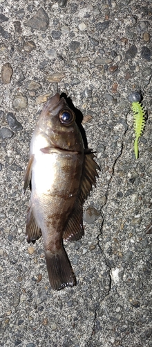 シロメバルの釣果