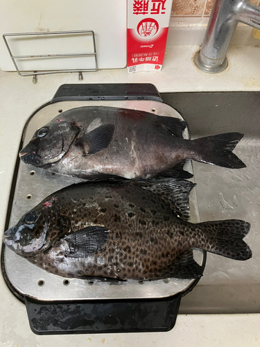 イシダイの釣果