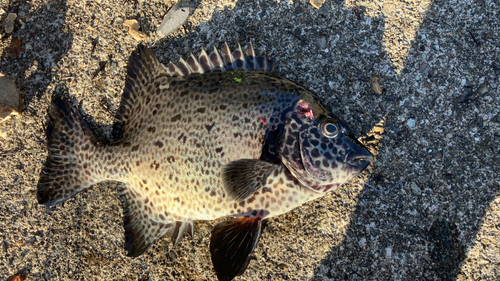 イシガキダイの釣果