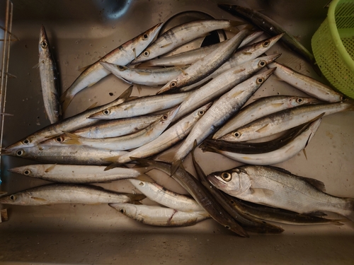 カマスの釣果