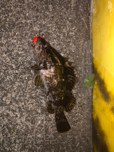 タケノコメバルの釣果