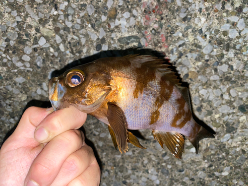 メバルの釣果