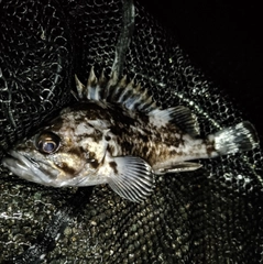 クロソイの釣果