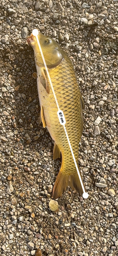 コイの釣果