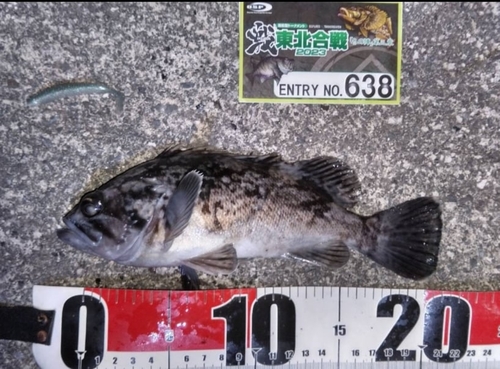 クロソイの釣果