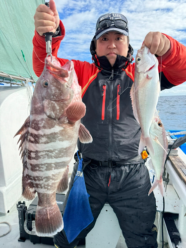 マハタの釣果