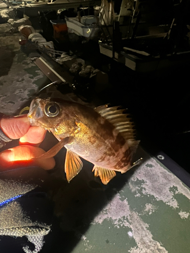 シロメバルの釣果