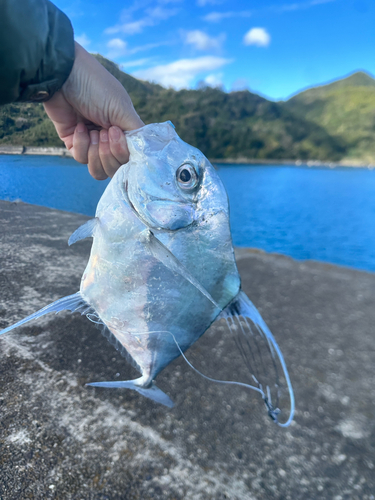 イトヒキアジの釣果