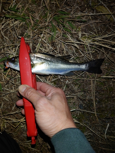 セイゴ（ヒラスズキ）の釣果