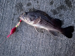 クロソイの釣果