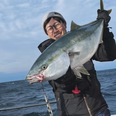 ブリの釣果