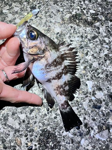 メバルの釣果