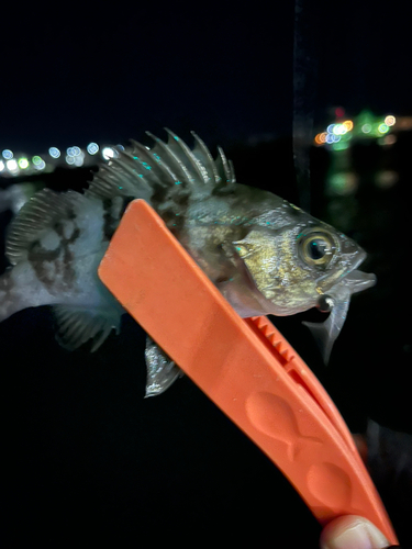 メバルの釣果