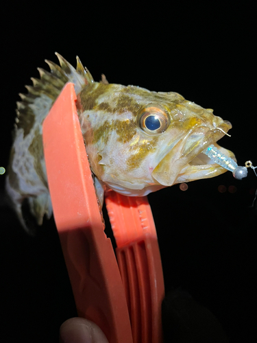 タケノコメバルの釣果