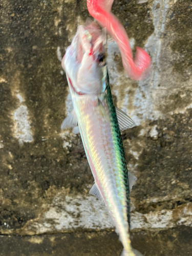 サバの釣果