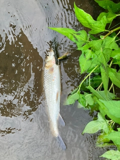 ニゴイの釣果