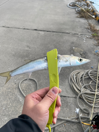 カマスの釣果