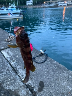 アカハタの釣果