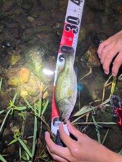 ブラックバスの釣果