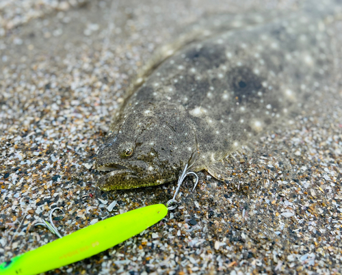 ヒラメの釣果