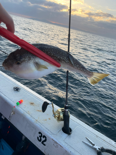 ショウサイフグの釣果