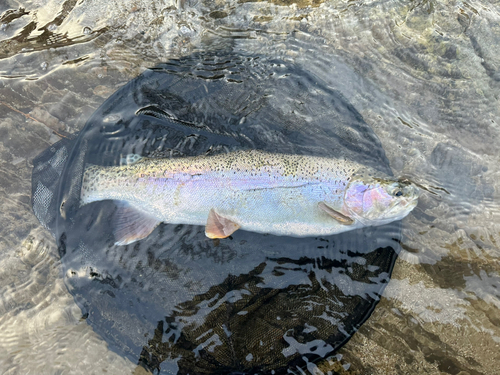 ニジマスの釣果