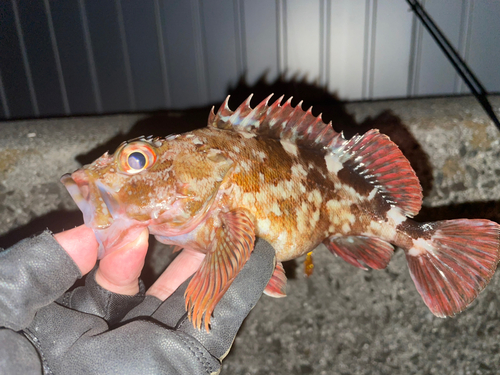 カサゴの釣果