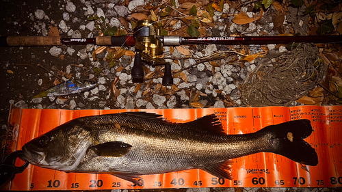 シーバスの釣果