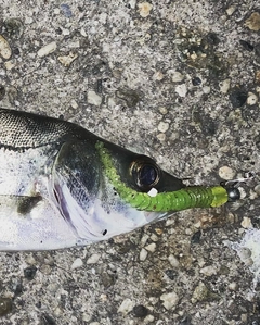 セイゴ（マルスズキ）の釣果