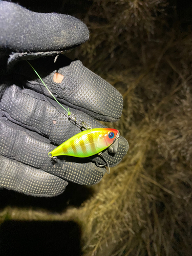 ニゴイの釣果